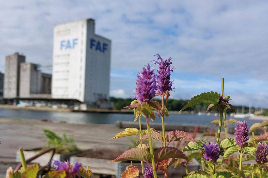 Bygninger og blomst på Odense Havn